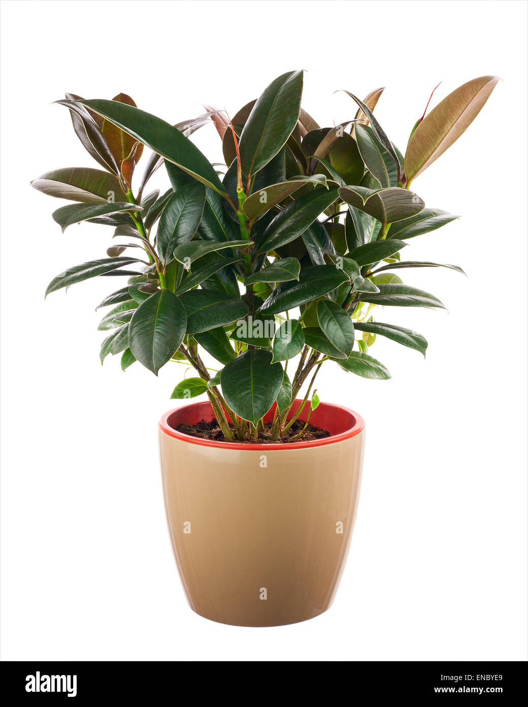 Ficus elastica (caoutchouc) Bush indien à la lumière brown cache-pot isolé sur fond blanc. Libre. Banque D'Images