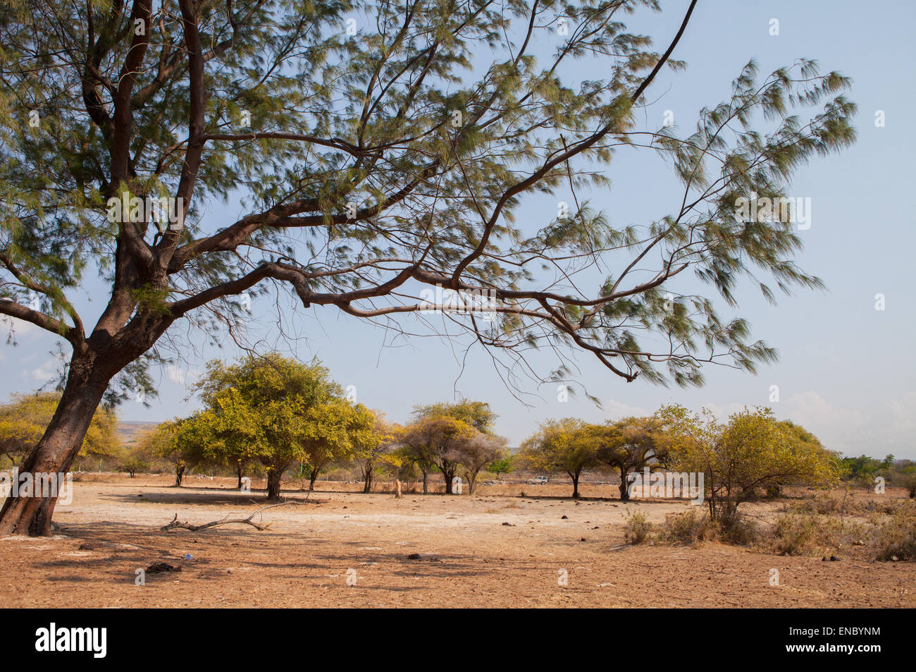 Végétation sur un paysage sec près de la plage de Puru Kambera pendant la saison sèche à Mondu, Haharu, East Sumba, East Nusa Tenggara, Indonésie. Banque D'Images