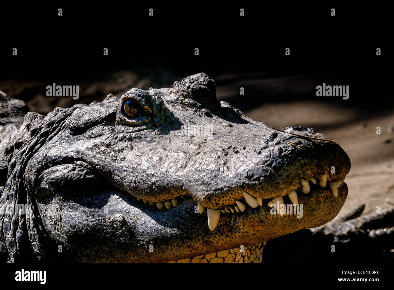 Alligator mississippiensis, alligator Banque D'Images
