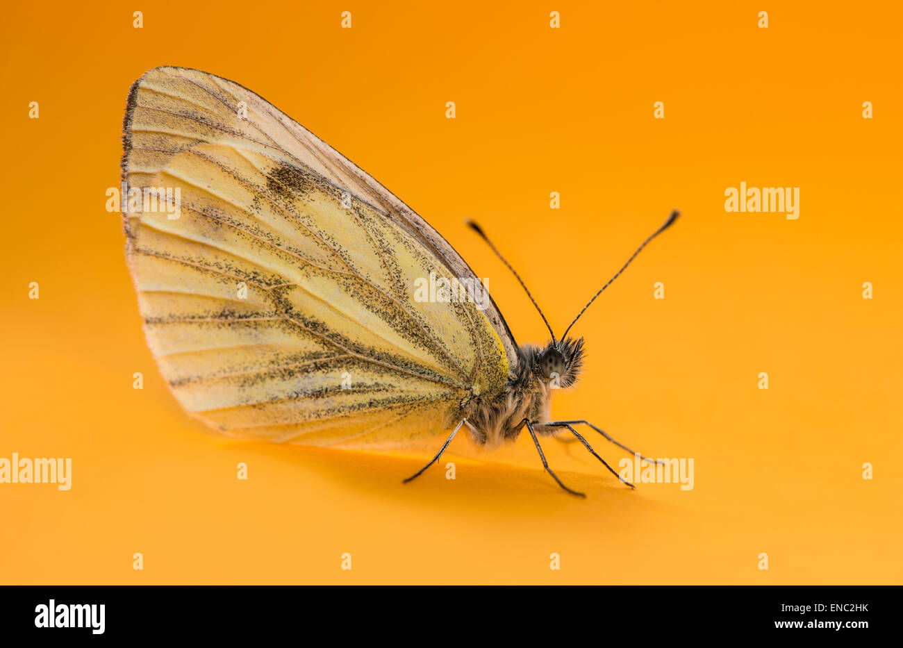 Papillon blanc veiné de vert, Pieris napi, devant un fond orange Banque D'Images
