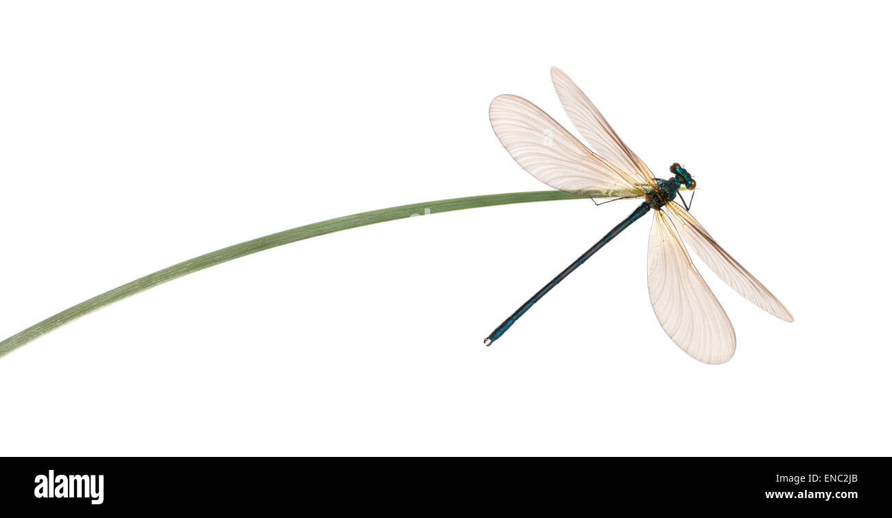 Beau mâle Calopteryx virgo, demoiselle demoiselle, sur un brin d'herbe devant un fond blanc Banque D'Images
