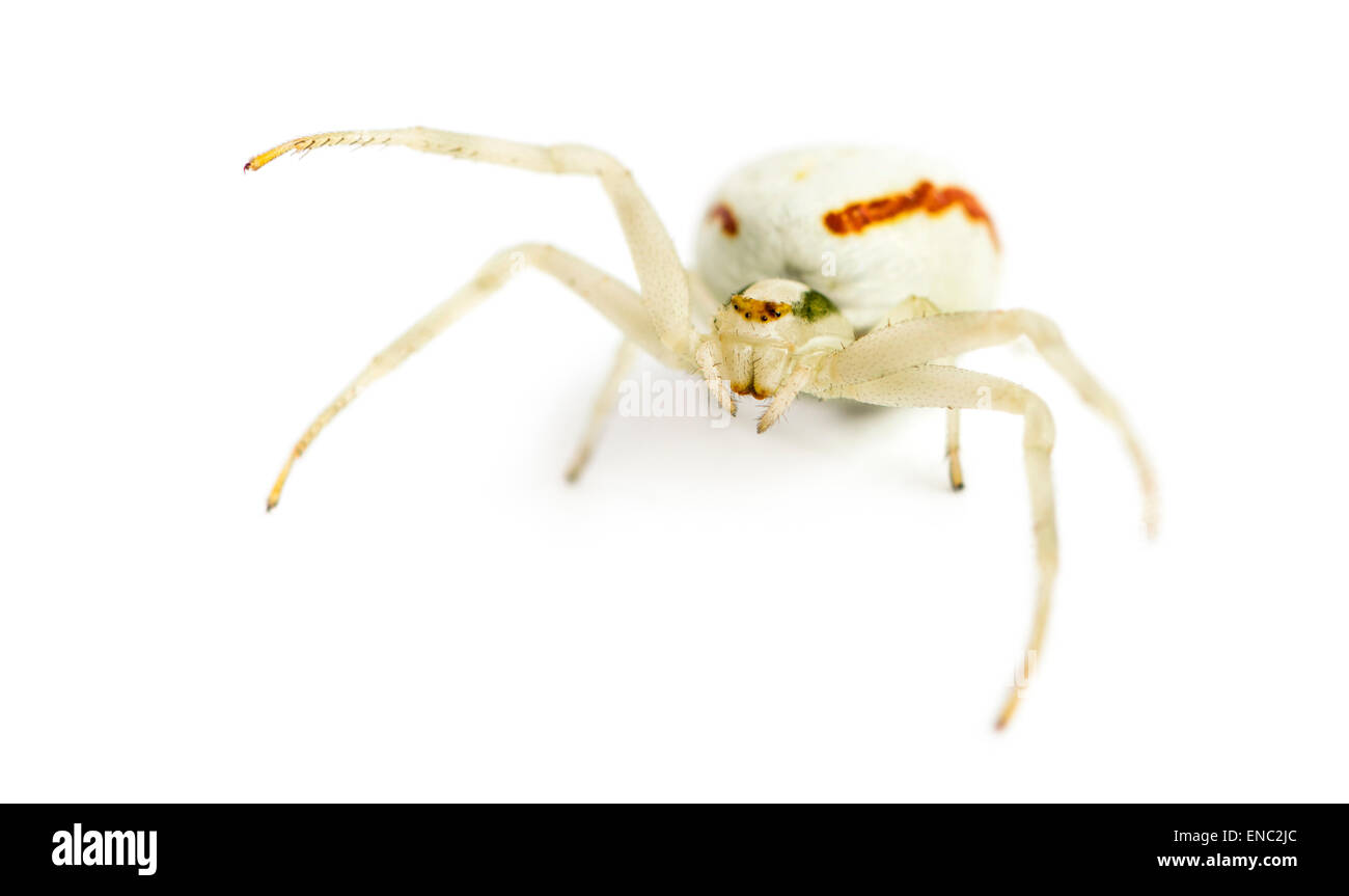 Araignée Crabe doré, Misumena vatia, devant un fond blanc Banque D'Images