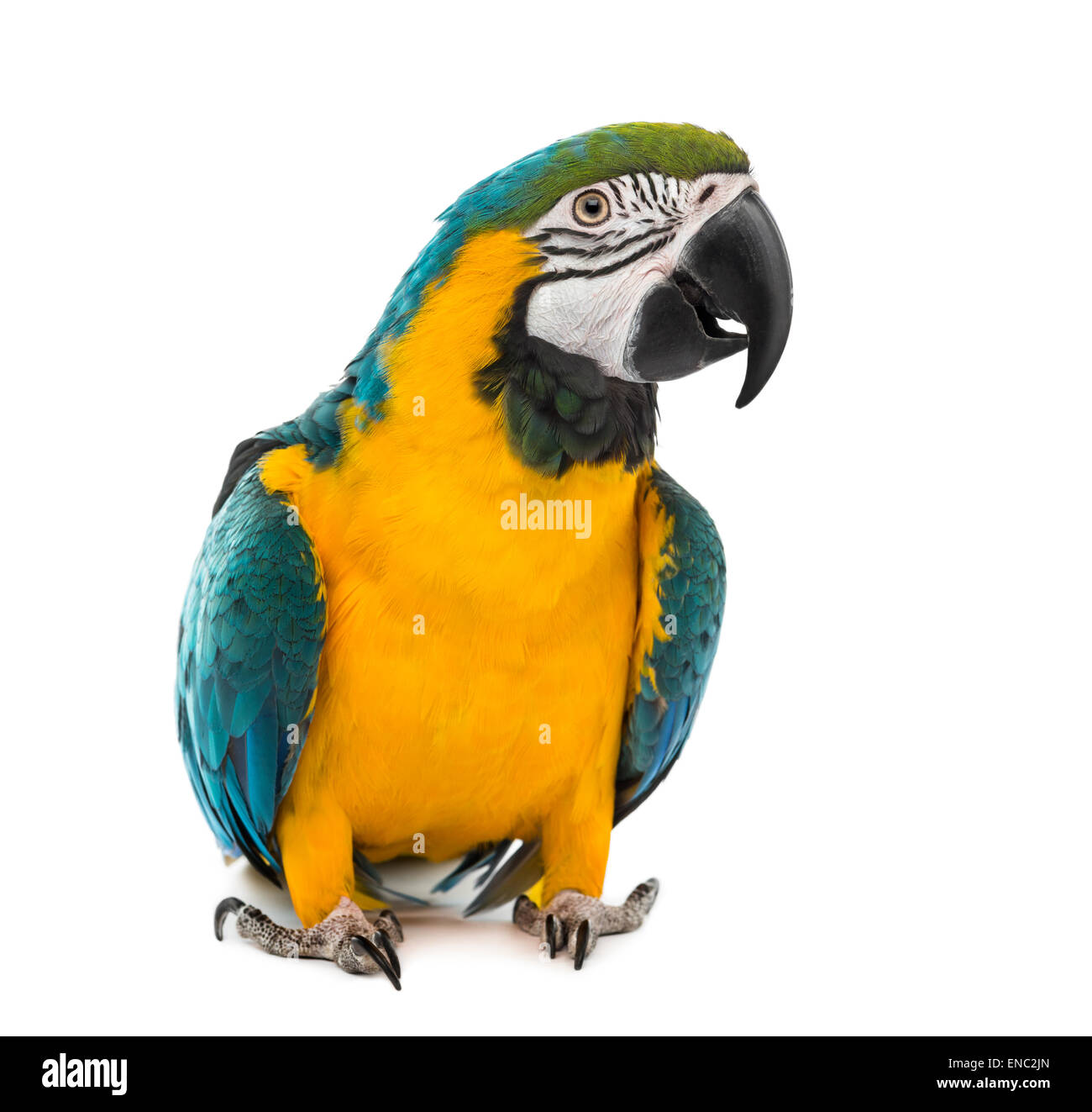 Blue-and-yellow Macaw, Ara ararauna, devant un fond blanc Banque D'Images