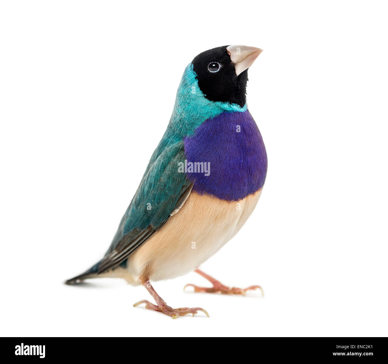 Gouldian Finch, Erythrura gouldiae, devant un fond blanc Banque D'Images