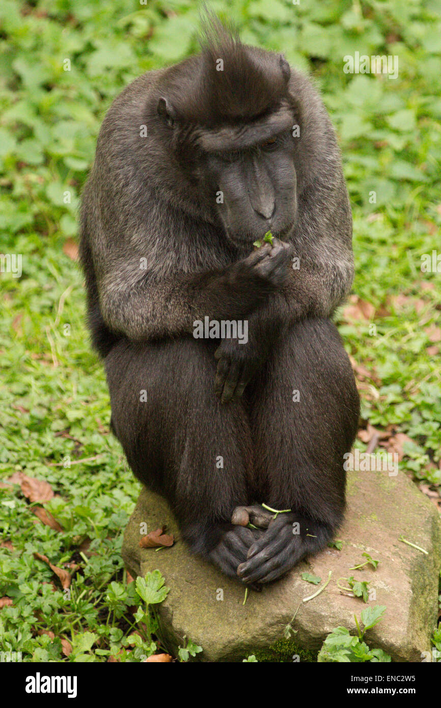 Sulawesi Macaque à crête Banque D'Images