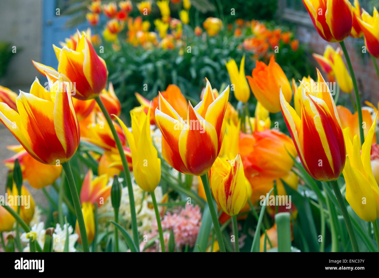 Parrot tulipes en fleurs de jacinthes avec divers Printemps Norfolk Banque D'Images
