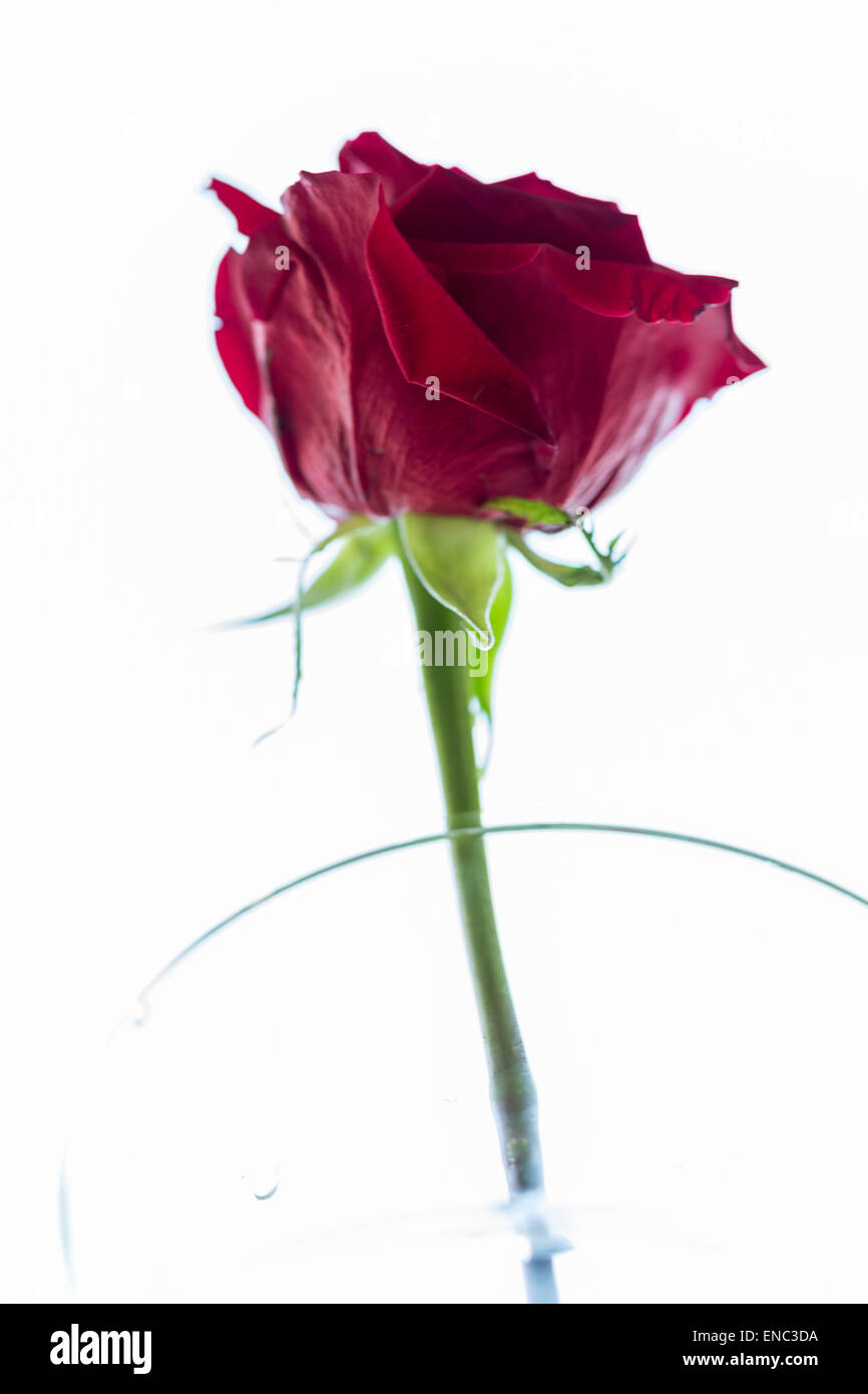 Rose rouge vase en verre Banque D'Images