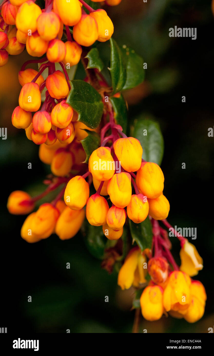 Berberis darwinii boutons de fleurs Banque D'Images