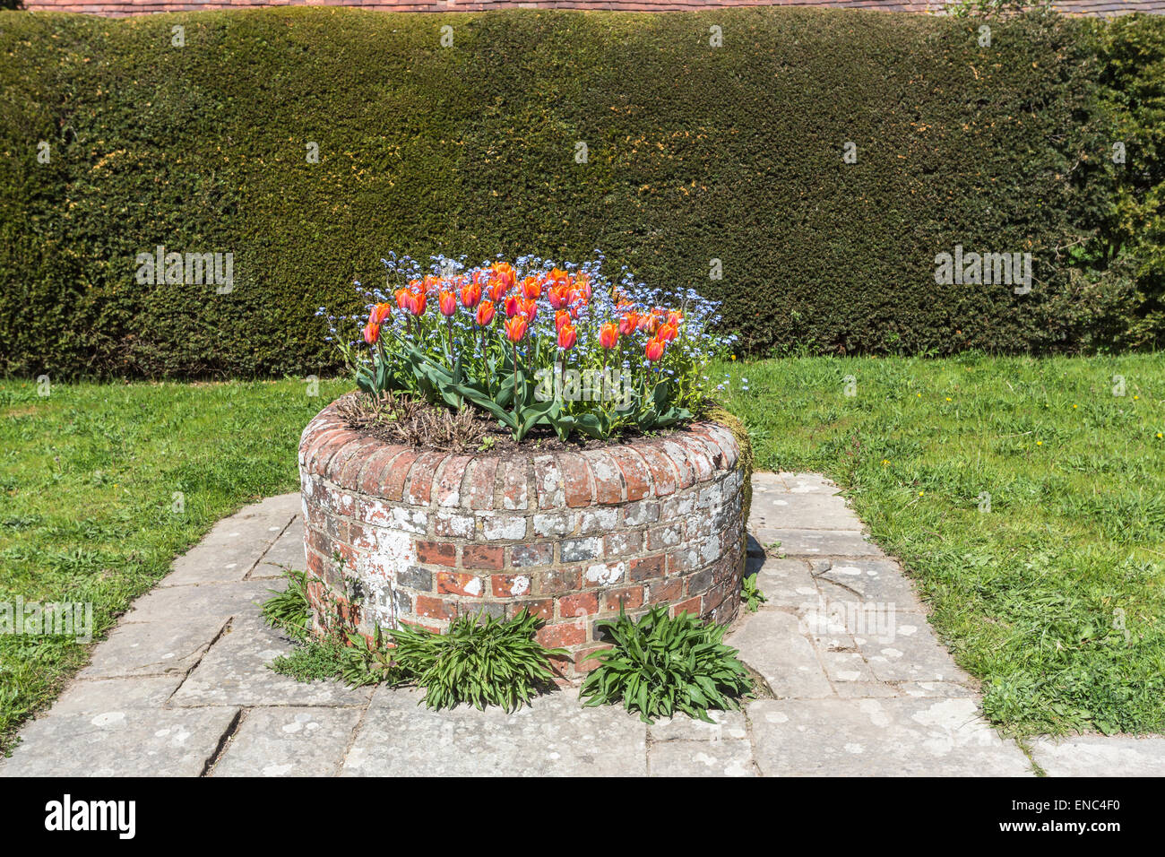 Semoir en briques colorées tulipes plantées avec orange et bleu myosotis à Great Dixter, Rye, East Sussex Banque D'Images
