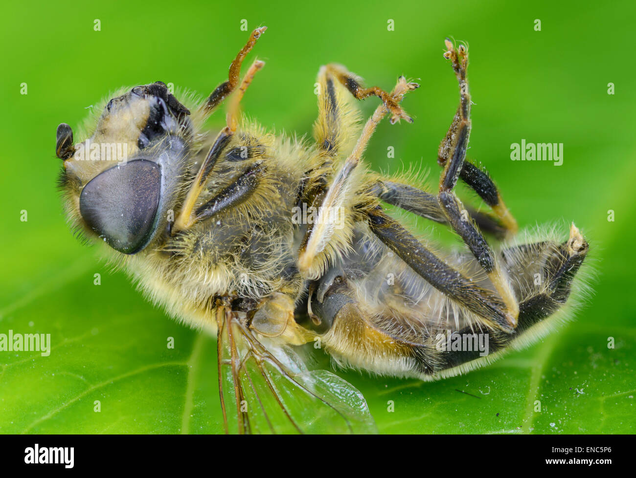 Dead Hoverfly (probablement Myathropa Florea) portant sur son dos. Banque D'Images