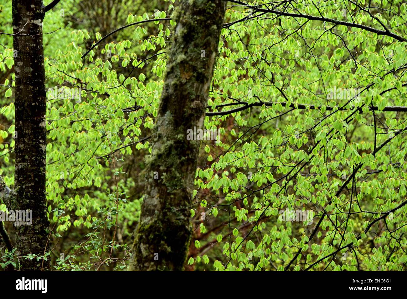 Shennongjia. 1er mai 2015. Photo prise le 1 mai 2015 affiche le décor du district forestier de Shennongjia de la province du Hubei en Chine centrale. Shennongjia est célèbre pour sa réserve naturelle nationale et les zones humides ainsi qu'une forte diversité végétale. Shennongding, avec une altitude de 3105.4 mètres, est le sommet le plus élevé dans le centre de la Chine. © Du Huaju/Xinhua/Alamy Live News Banque D'Images