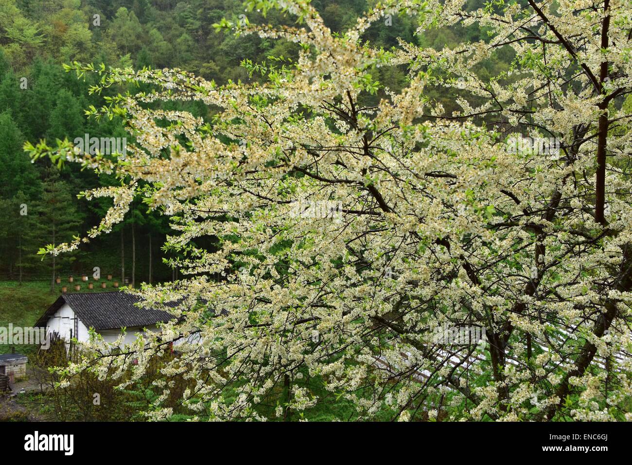 Shennongjia. 1er mai 2015. Photo prise le 1 mai 2015 affiche le décor du district forestier de Shennongjia de la province du Hubei en Chine centrale. Shennongjia est célèbre pour sa réserve naturelle nationale et les zones humides ainsi qu'une forte diversité végétale. Shennongding, avec une altitude de 3105.4 mètres, est le sommet le plus élevé dans le centre de la Chine. © Du Huaju/Xinhua/Alamy Live News Banque D'Images