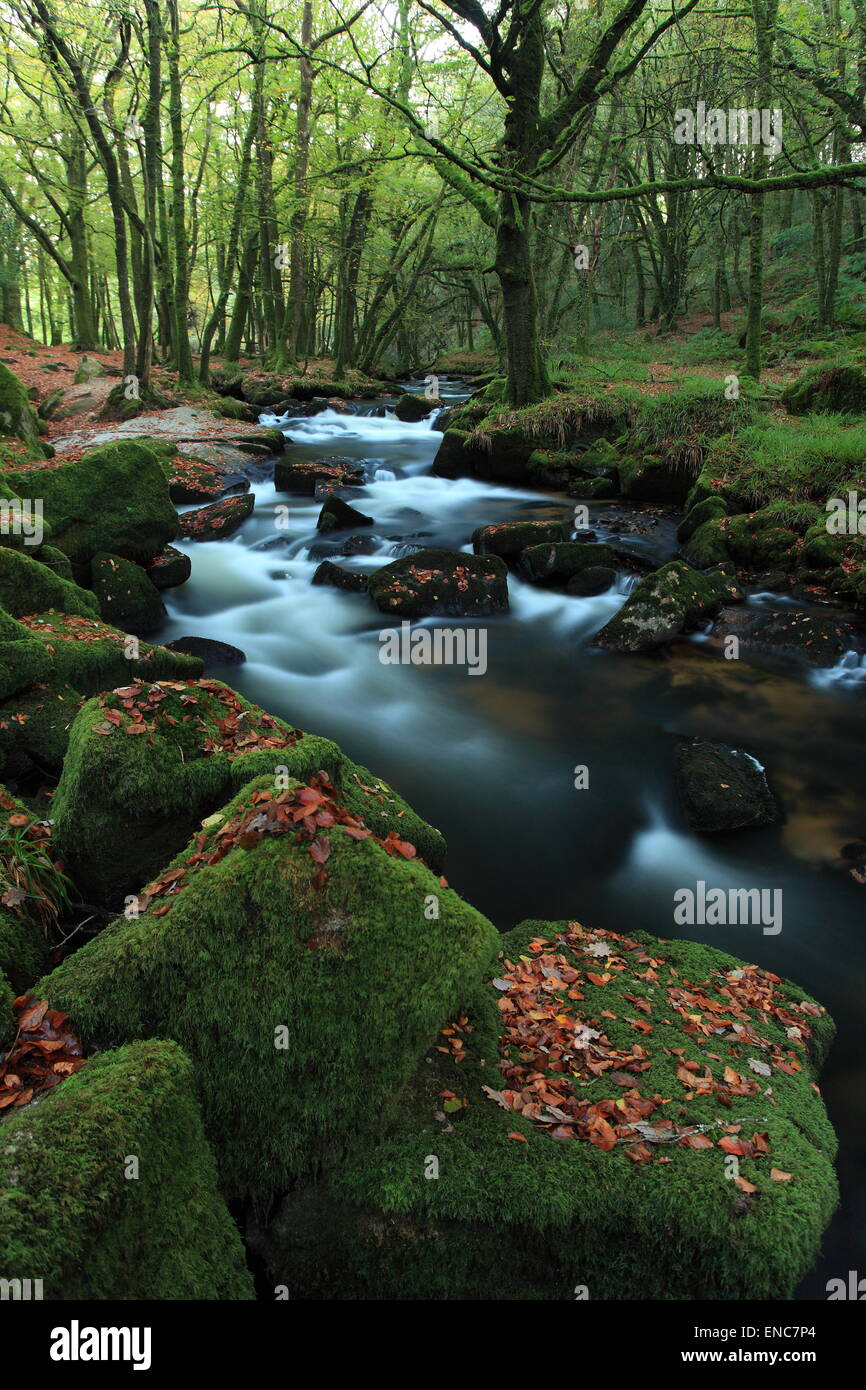 Golitha Falls, à l'automne sur Bodmin Moor en Cornouailles, Angleterre. Banque D'Images