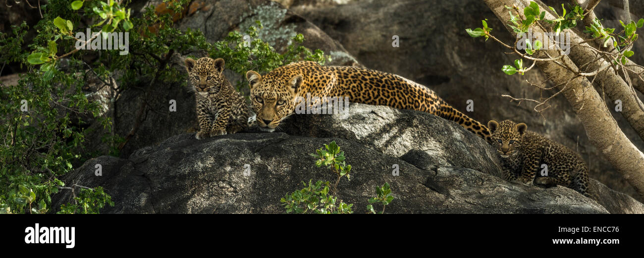 Leopard et ses petits reposant sur des roches, Serengeti, Tanzania, Africa Banque D'Images