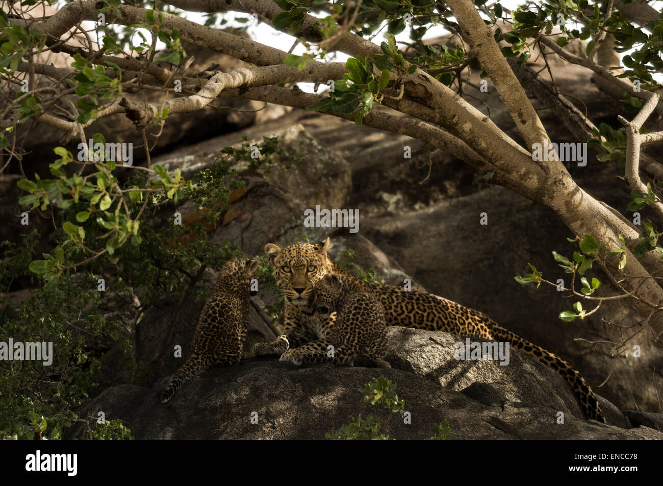 Leopard et ses petits reposant sur des roches, Serengeti, Tanzania, Africa Banque D'Images