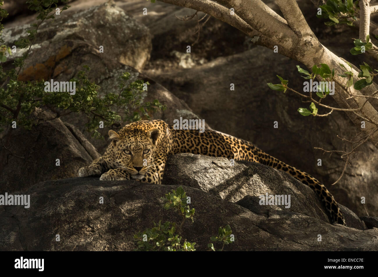 Leopard reposant sur le roc, Serengeti, Tanzania, Africa Banque D'Images