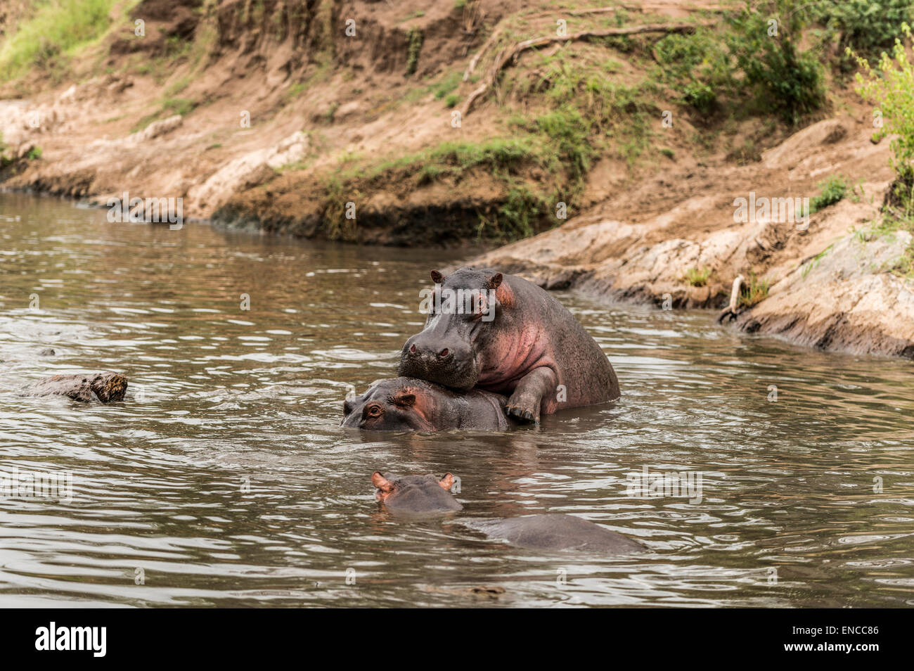L'accouplement des hippopotames dans la rivière, Serengeti, Tanzania, Africa Banque D'Images