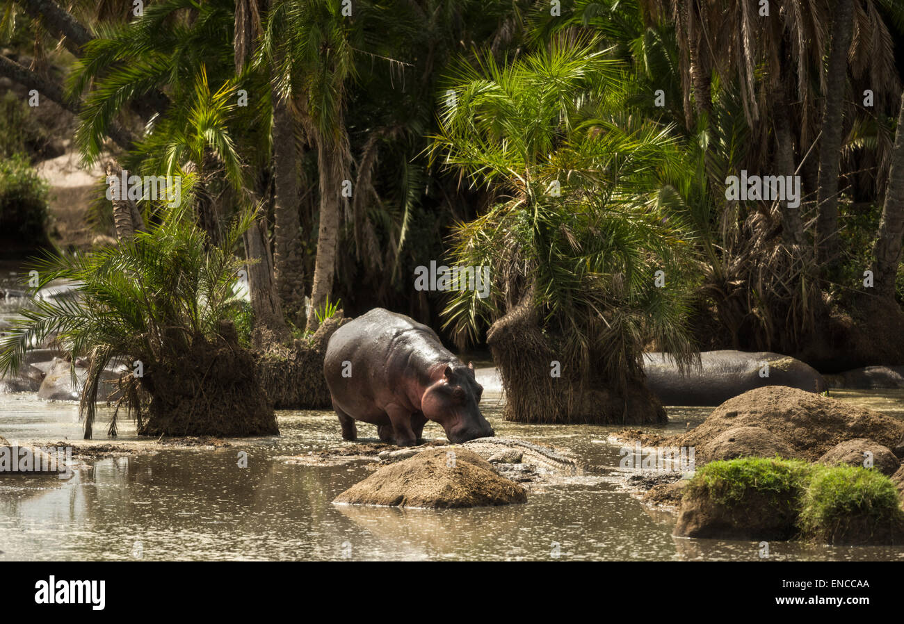 Hippo walking in river, The Serengeti National Park, Tanzania, Africa Banque D'Images