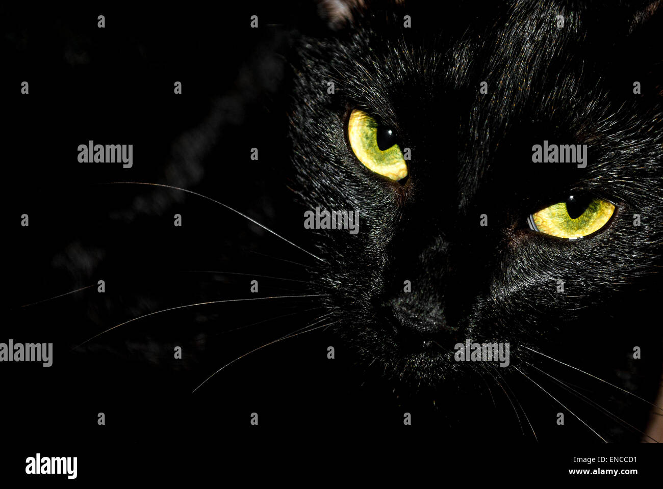 Black Cat/creepy face sinistre/portrait sur fond noir. Banque D'Images