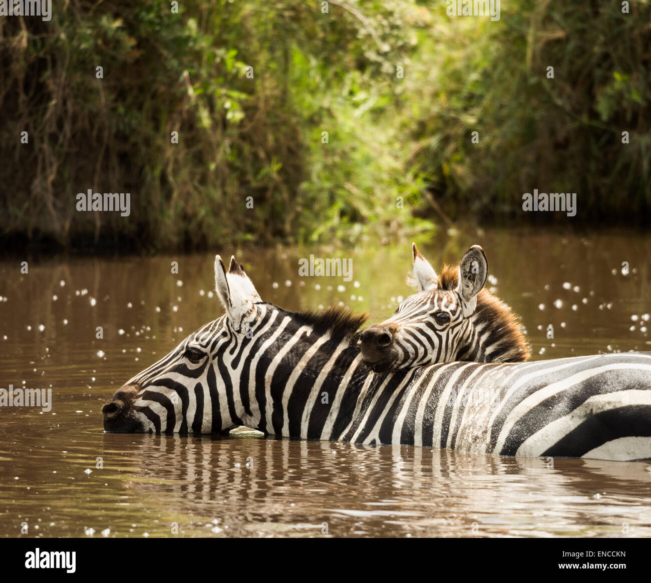 Zebra boire dans une rivière, Serengeti, Tanzania, Africa Banque D'Images