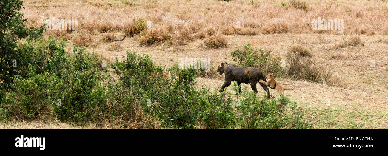 Balades avec sa lionne sale cub, Serengeti, Tanzania, Africa Banque D'Images