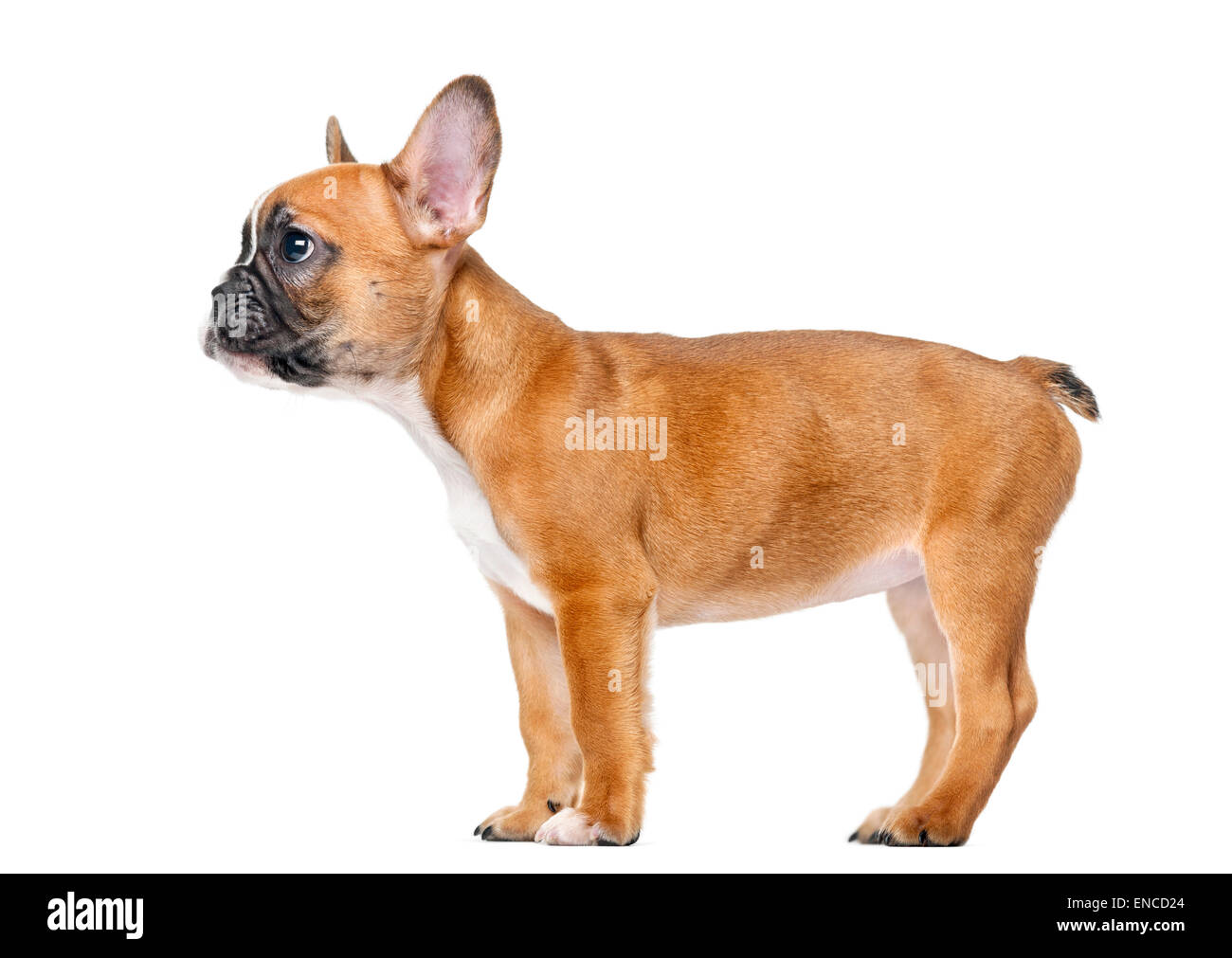 Chiot bouledogue français devant un fond blanc Banque D'Images