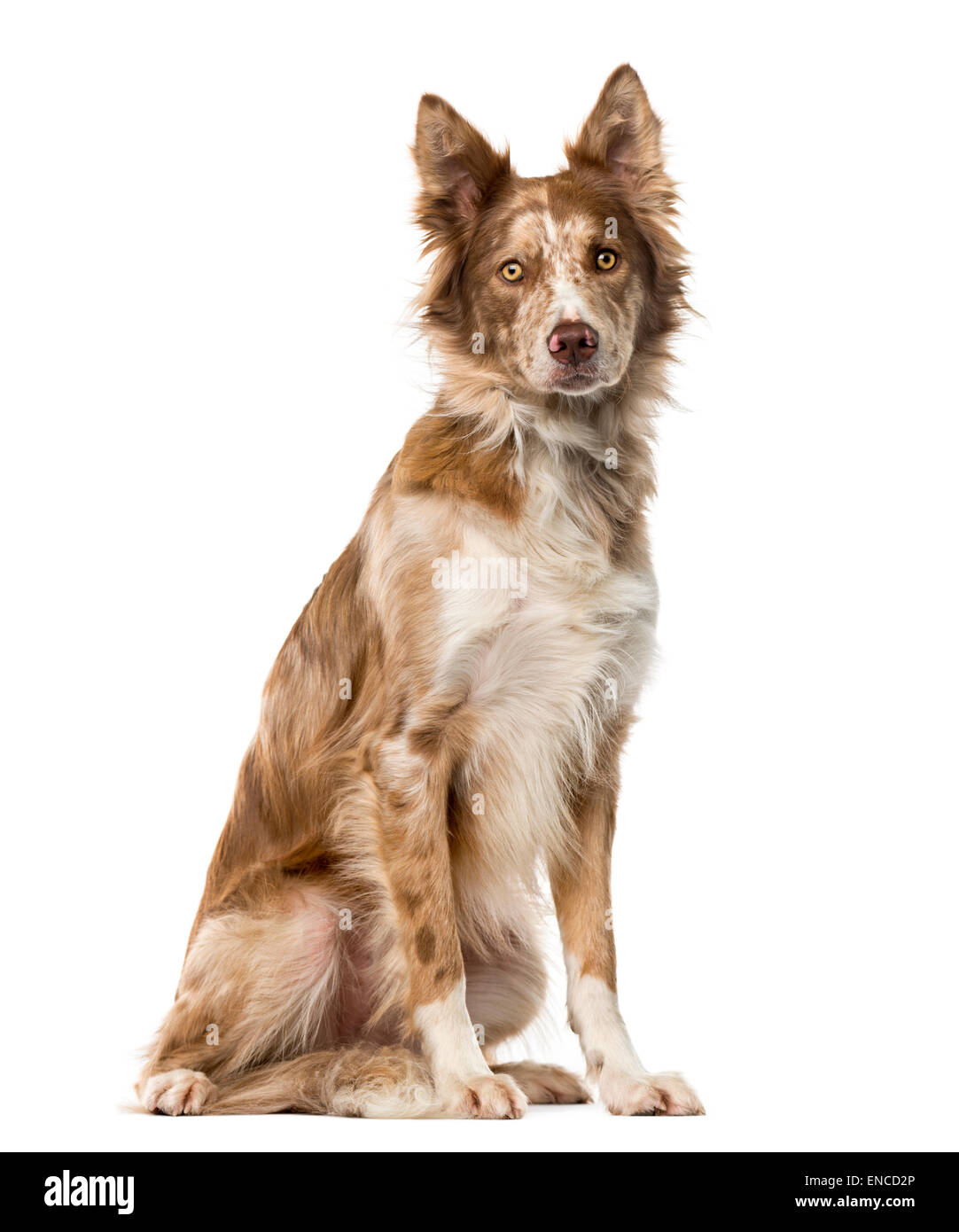 Border Collie (15 ans) devant un fond blanc Banque D'Images