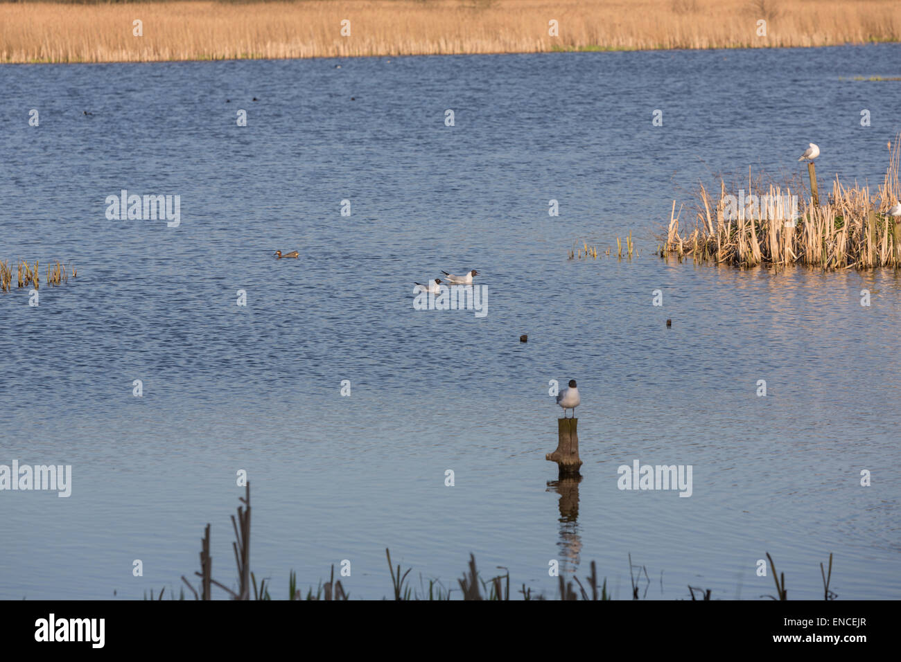 Groupe de la mouette, Larus ridibundus, dans la région de Leighton Moss RSPB réserve, Lancashire, Angleterre, Royaume-Uni Banque D'Images