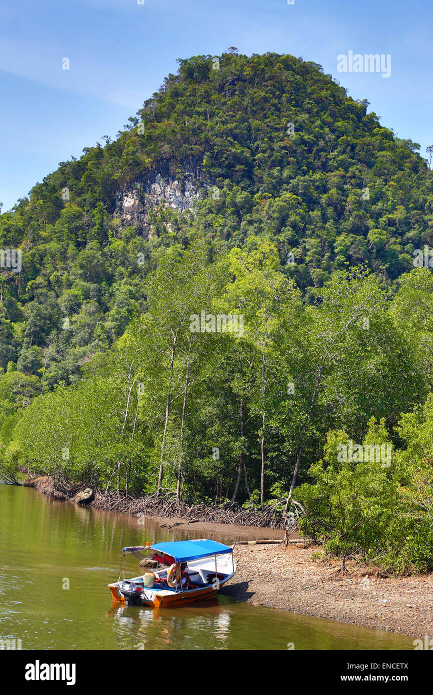 Mangove swamp, Langkawi, Malaisie Banque D'Images