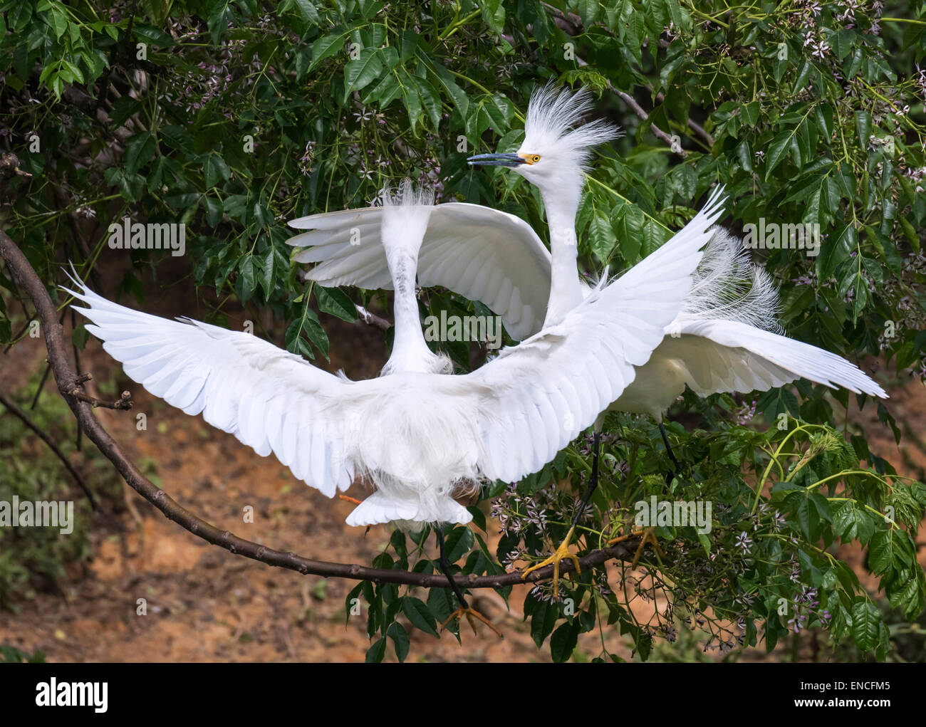 La Cour d'aigrettes neigeuses (Egretta thula) à rookery, île haute, Texas, USA. Banque D'Images