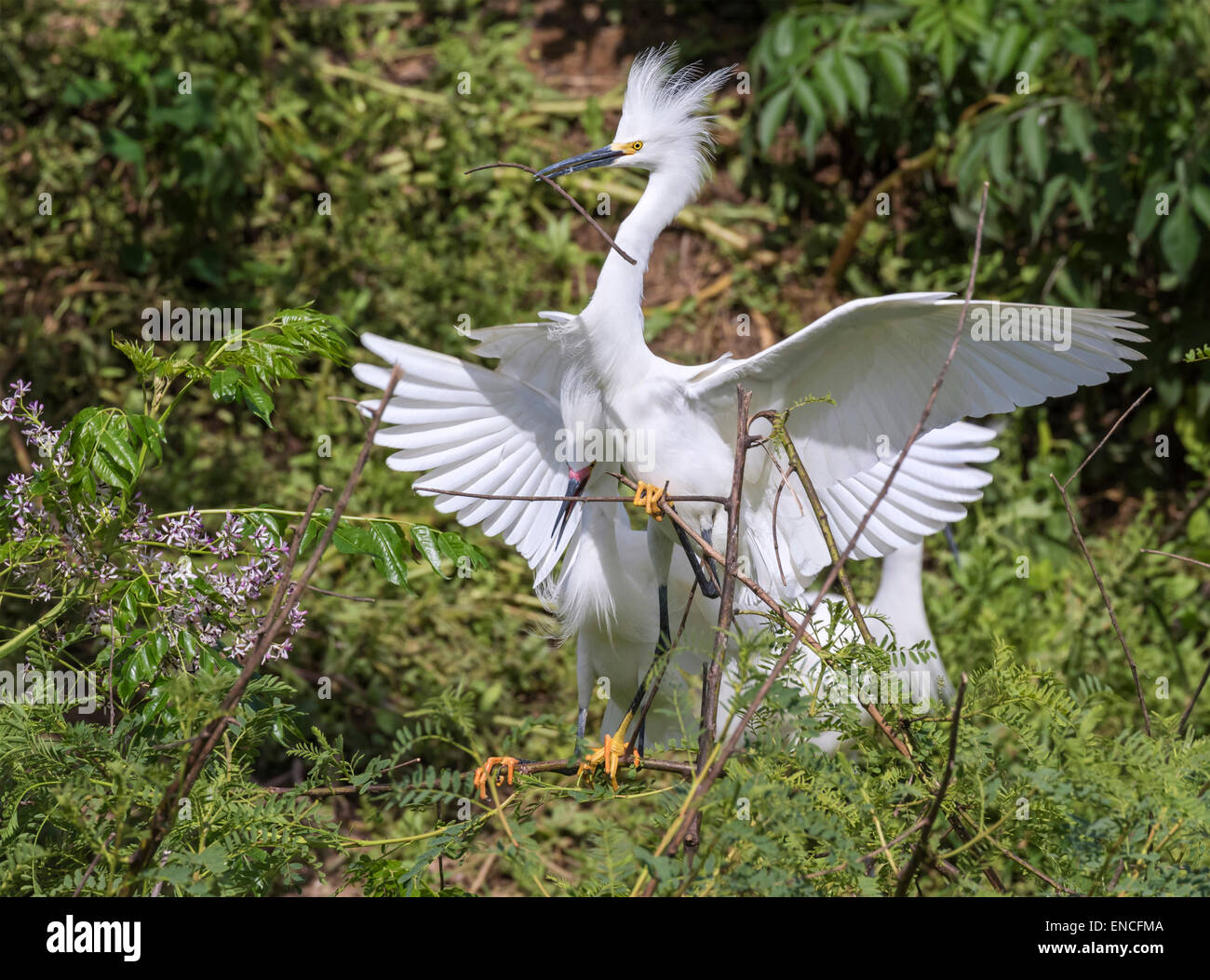 La Cour d'aigrettes neigeuses (Egretta thula) à rookery, île haute, Texas, USA. Banque D'Images