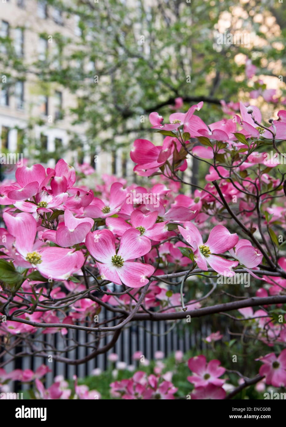 Fleurs de cornouiller à Gramercy Park, New York City Banque D'Images