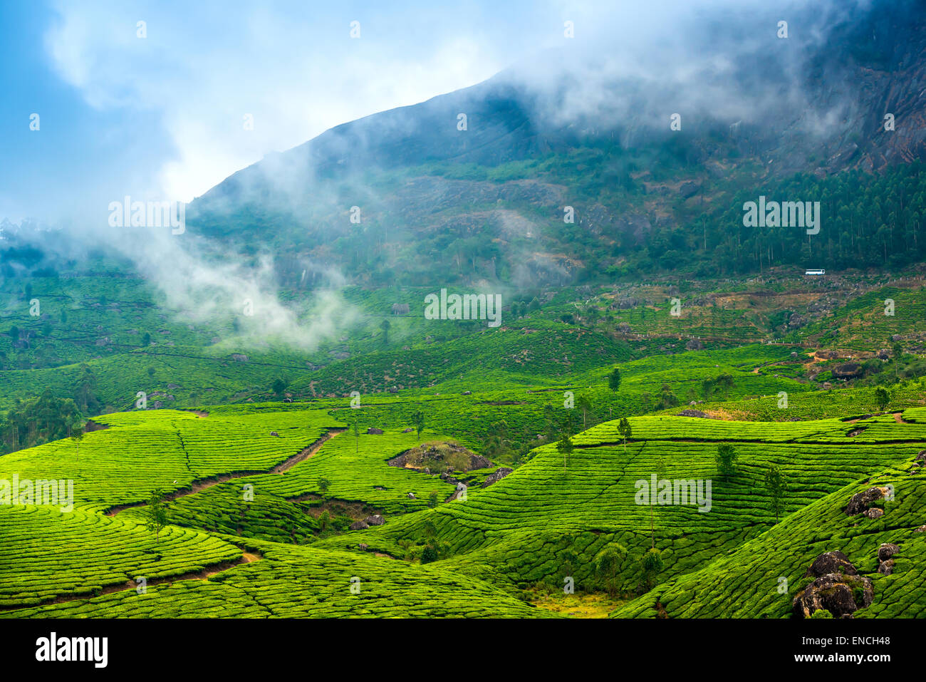 Les plantations de thé vert avec du brouillard tôt le matin, Munnar, Kerala, Inde magnifique arrière-plan de voyage Banque D'Images