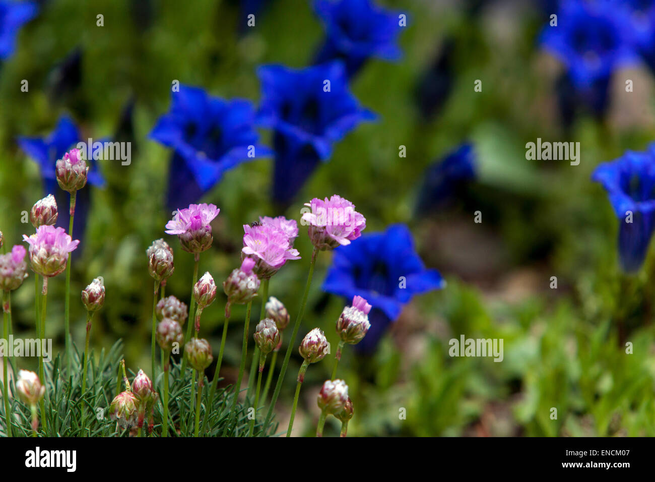 Bleu gentiane acaule Gentiana acaulis, Banque D'Images