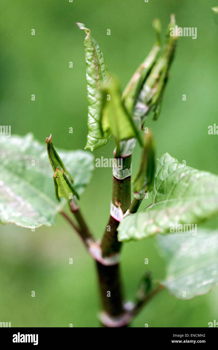 La renouée du Japon, Reynoutria japonica Fallopia japonica, les jeunes feuilles, les plantes envahissantes Banque D'Images