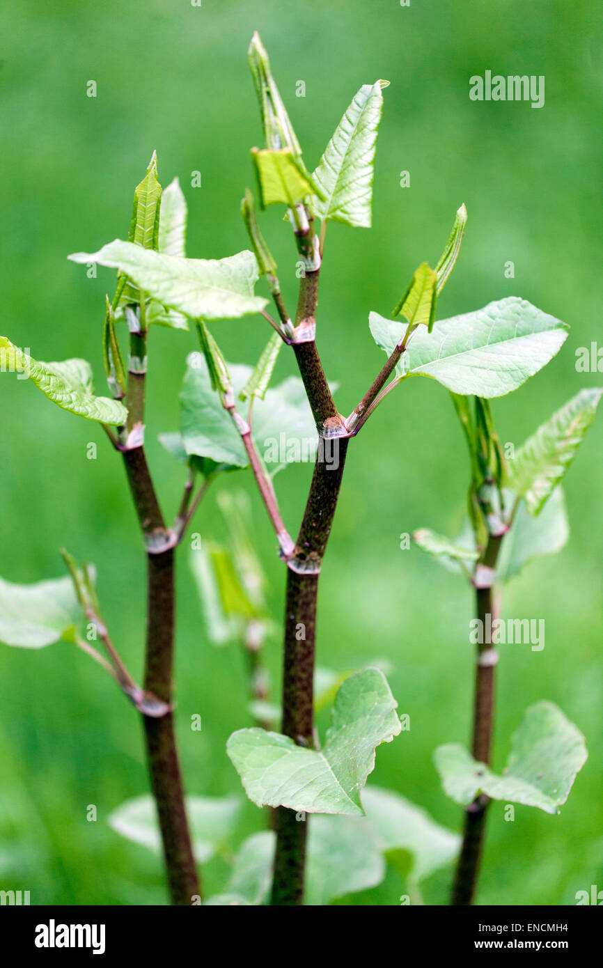 Knotweed japonais, Fallopia japonica Reynoutria japonica, jeunes feuilles sur les tiges plantes envahissantes Banque D'Images