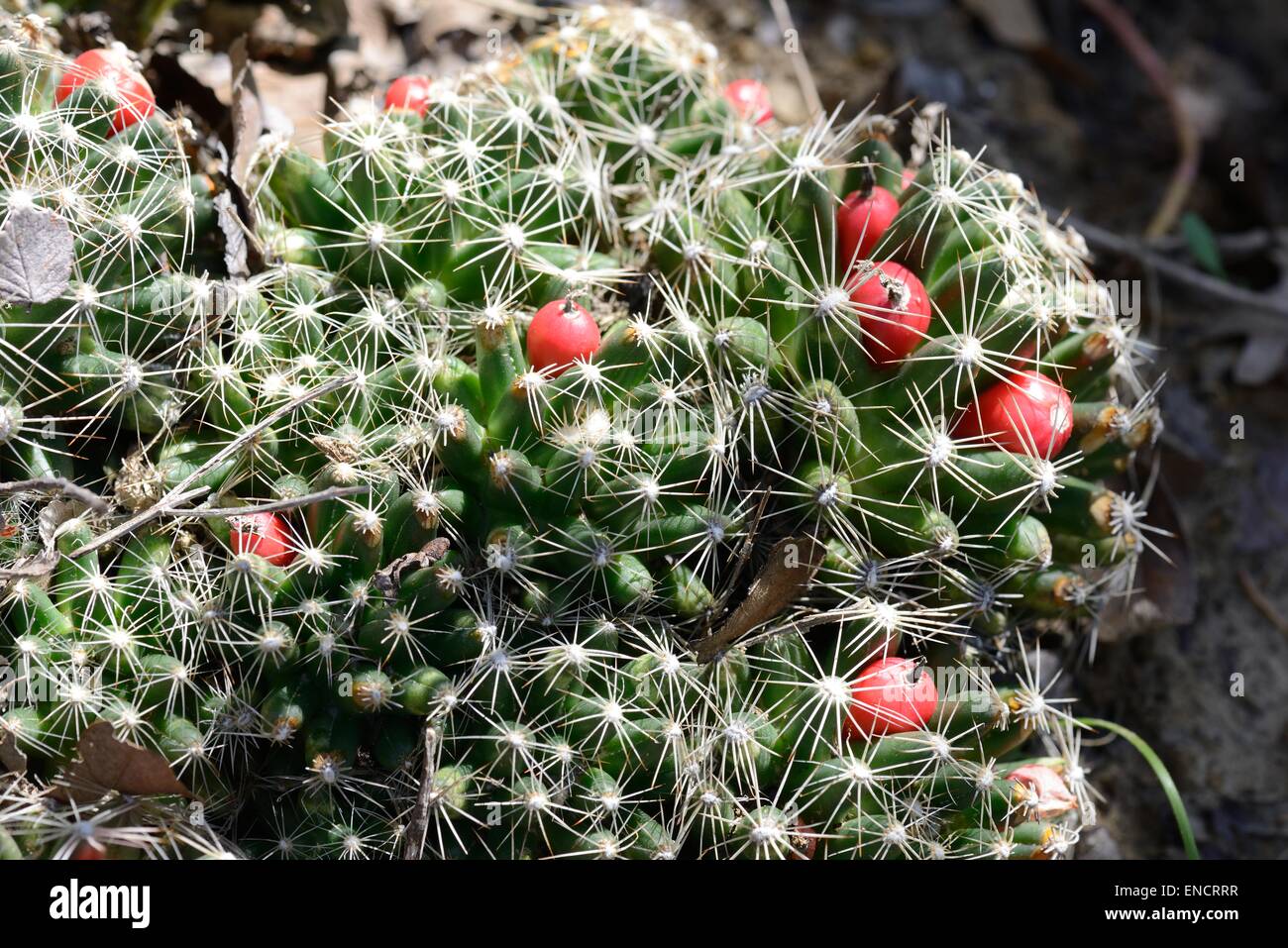 Cactus mamelon des plaines Banque D'Images