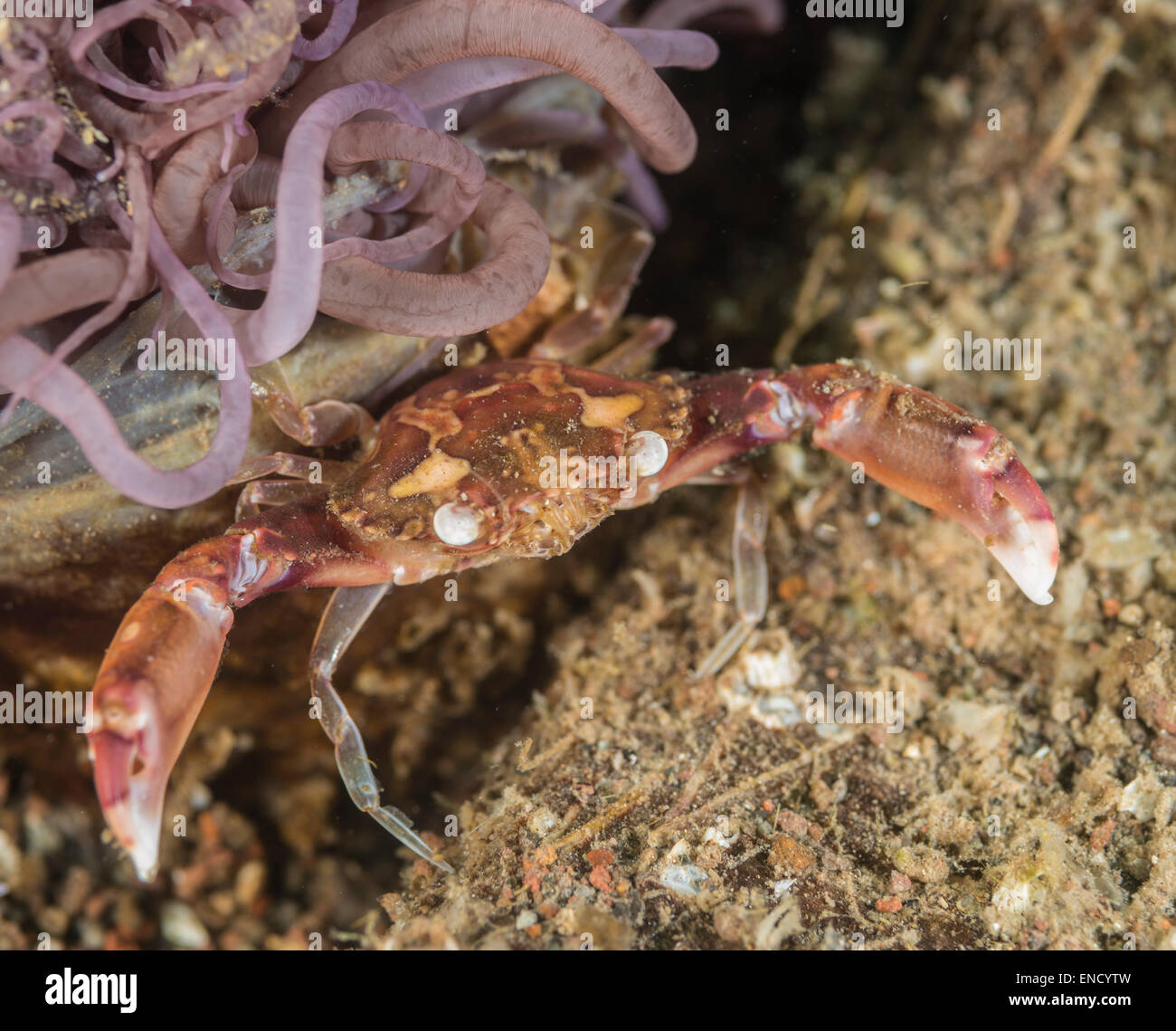 Crabe arlequin en face d'une habitation tube anemone Banque D'Images