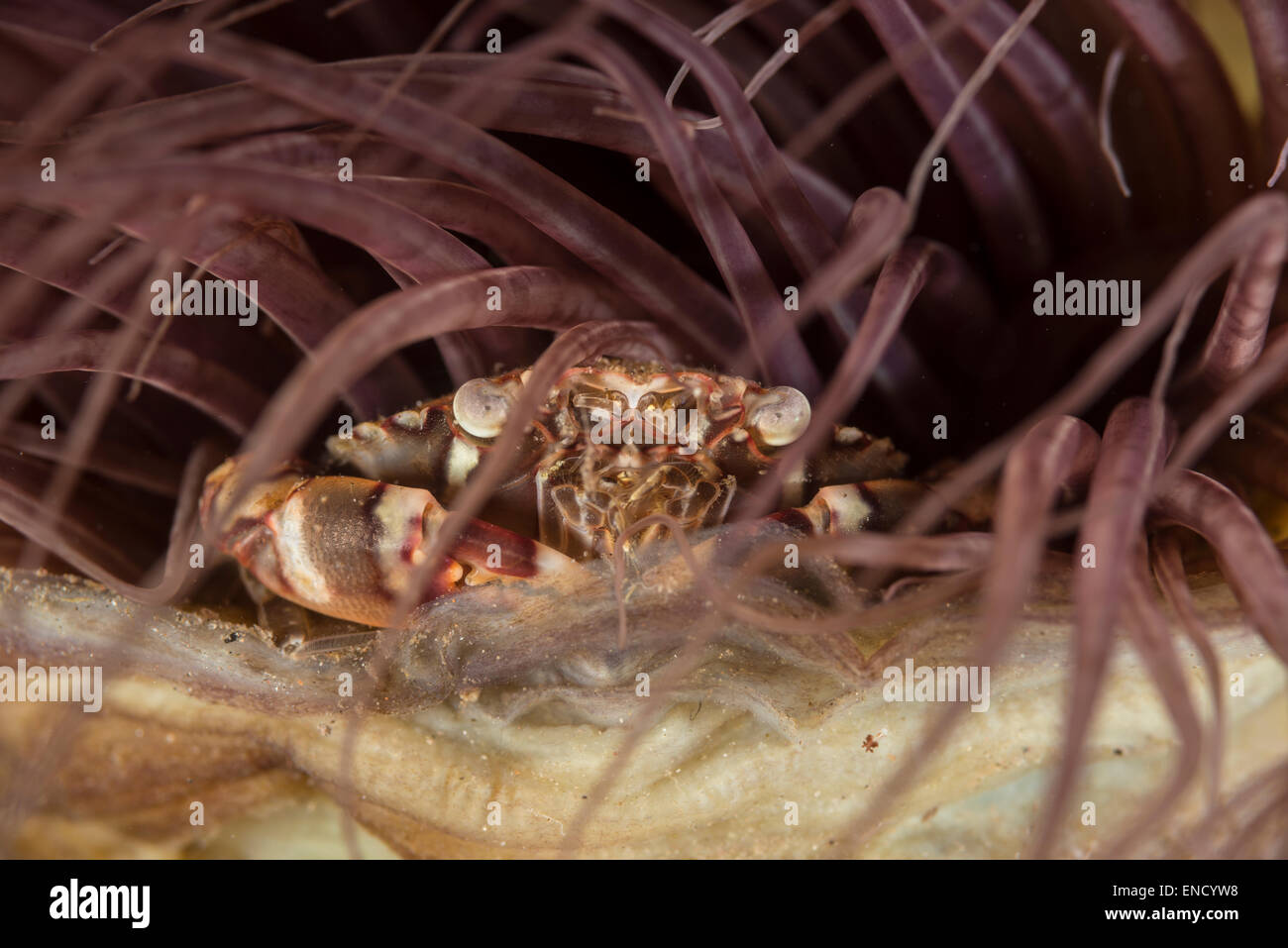 Les arlequins au crabe dans une habitation tube anemone Banque D'Images
