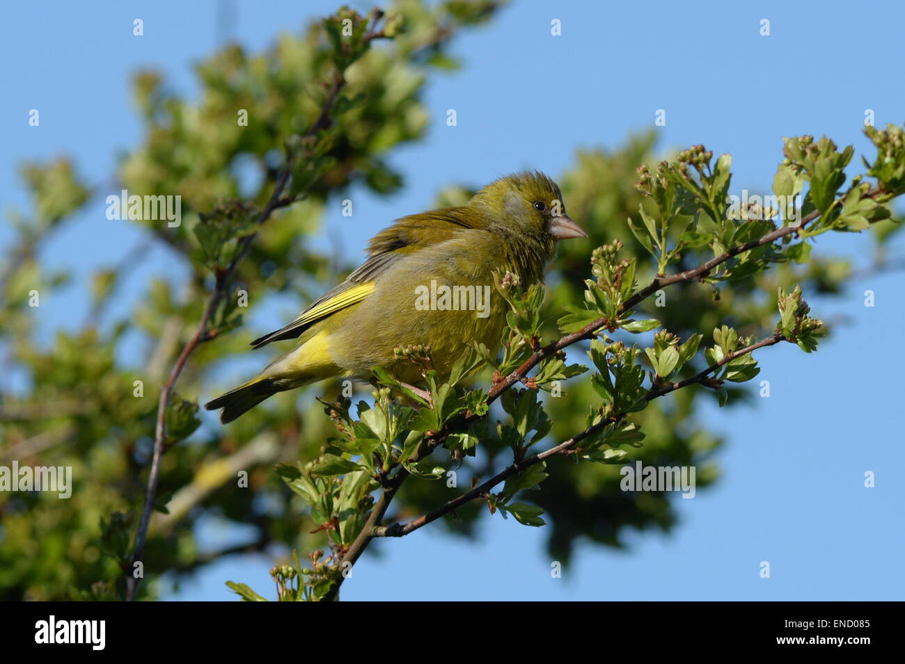 Un homme Finch vert perché sur une branche d'aubépine Banque D'Images