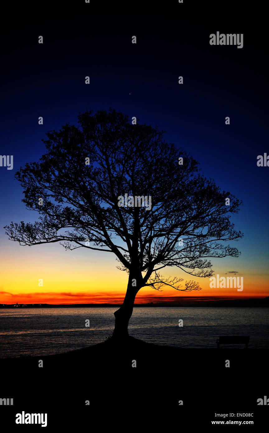 Lever du soleil sur la mer Orange silhouettes un arbre contre un ciel bleu foncé. Une seule étoile brille encore. Banque D'Images