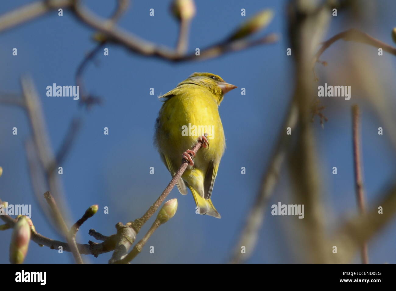 Un vert juvénile avec finch plumage jaune vif est perché sur les branches contre un ciel bleu printemps Banque D'Images