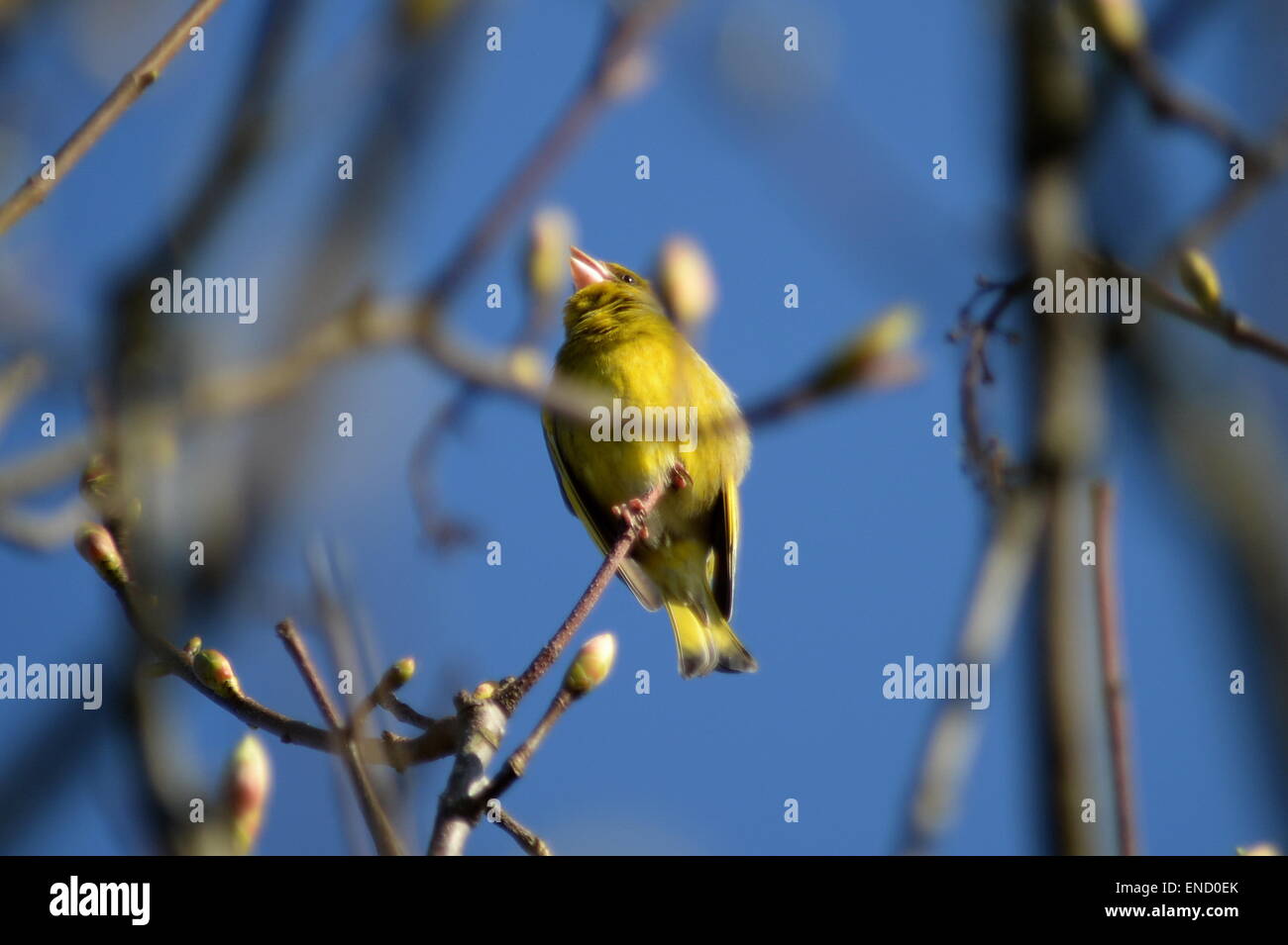 Un vert juvénile avec finch plumage jaune lumineux appelle à ses parents, perché sur les branches contre un ciel bleu printemps Banque D'Images