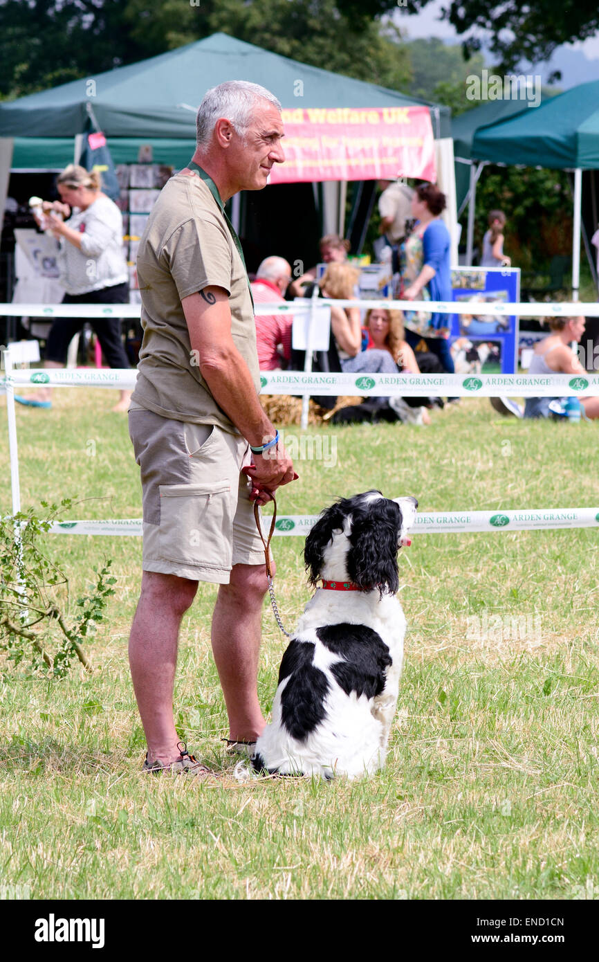 Springers juste Dog Show - secourus English Springer Spaniel Chien Afficher à Reigate, Surrey, Angleterre Banque D'Images