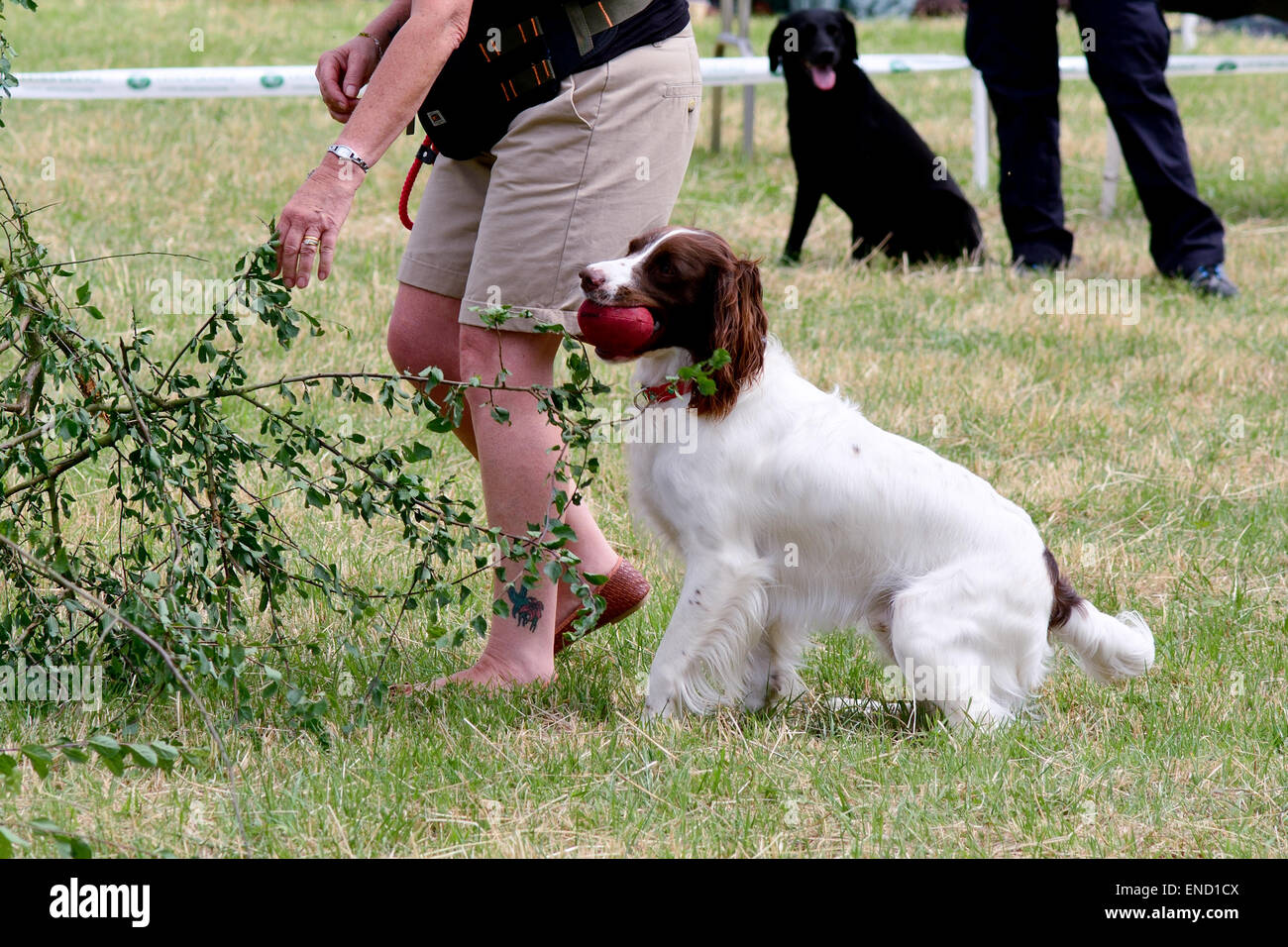 Springers juste Dog Show - secourus English Springer Spaniel Chien Afficher à Reigate, Surrey, Angleterre Banque D'Images