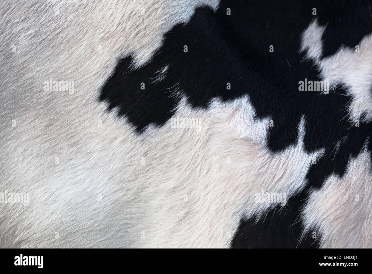 Libre d'un poilu de la peau de vache noir et blanc Banque D'Images