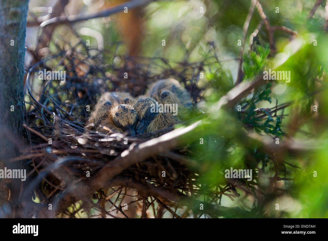 Pigeons Bebe Dans Un Nid Photo Stock Alamy Pigeons Bebe Dans Un Nid Photo Stock Alamy