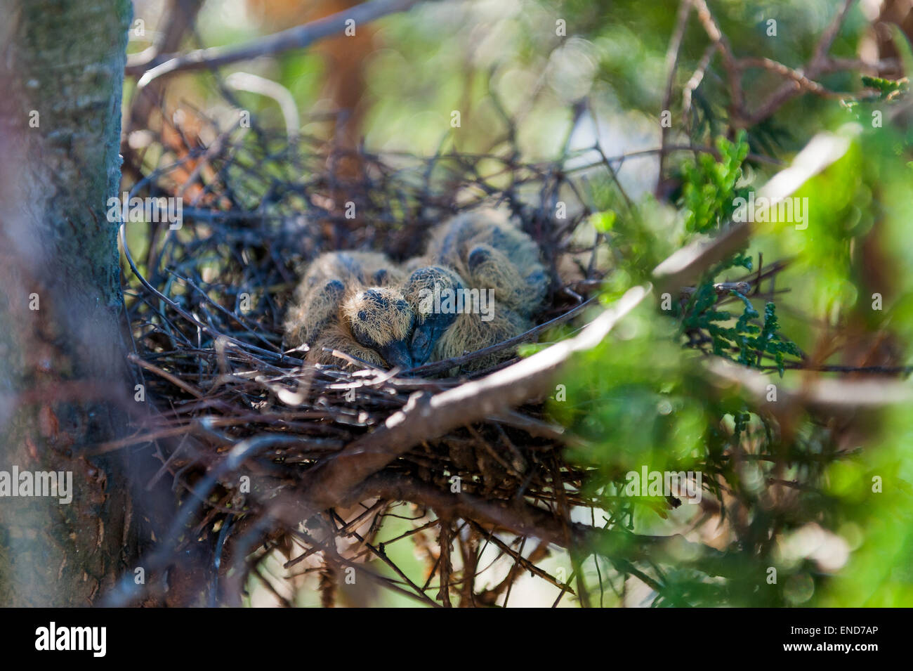 Pigeons Bebe Dans Un Nid Photo Stock Alamy