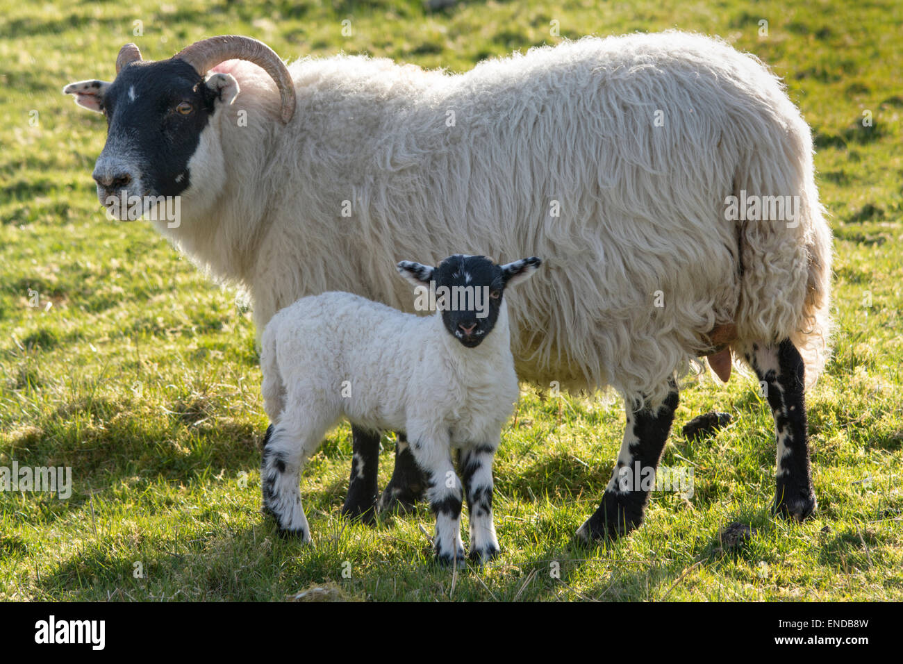 Les moutons écossais black-face Banque D'Images