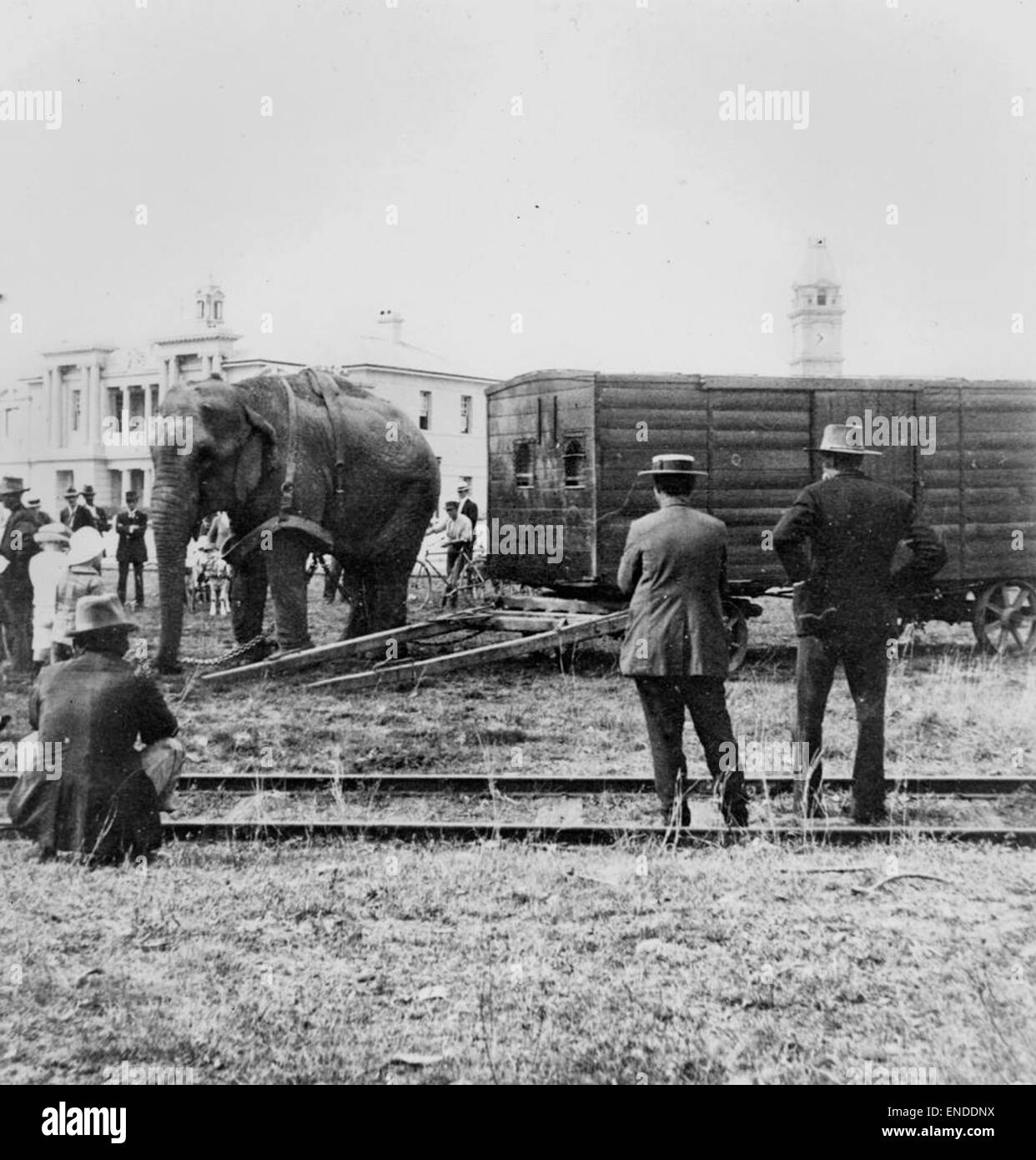 Cette photographie capture l'un des éléphants de Wirth à Bundaberg, en Australie. Connus pour leur participation à des numéros de cirque, ces éléphants font partie du Wirth’s Circus, célèbre pour ses spectacles itinérants mettant en vedette des animaux exotiques. Banque D'Images Cette photographie capture l'un des éléphants de Wirth à Bundaberg, en Australie. Connus pour leur participation à des numéros de cirque, ces éléphants font partie du Wirth’s Circus, célèbre pour ses spectacles itinérants mettant en vedette des animaux exotiques. Banque D'Images